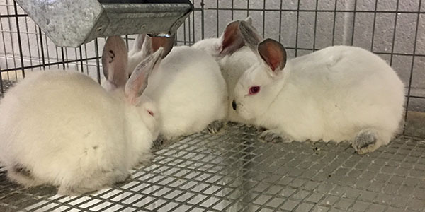 Bunny Disappointment
